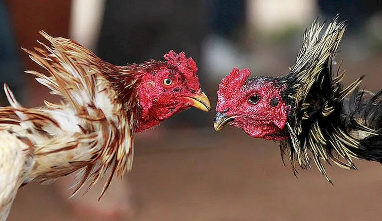 Đá Gà Lixi88: Địa Chỉ Cá Cược Đá Gà Uy Tín Hàng Đầu 1 Đá Gà Lixi88: Địa Chỉ Cá Cược Đá Gà Uy Tín Hàng Đầu